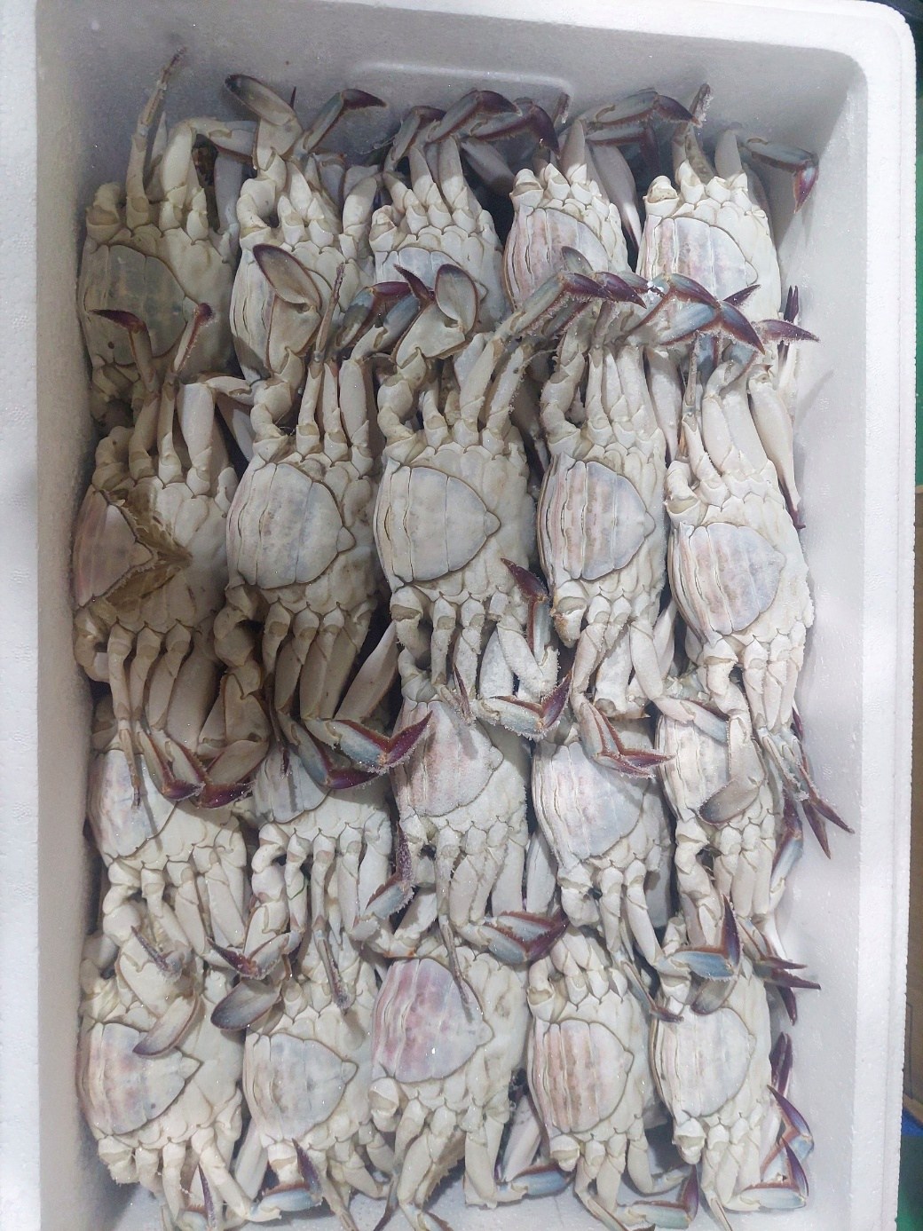 연평도 암꽃게 배딱지 클로즈업